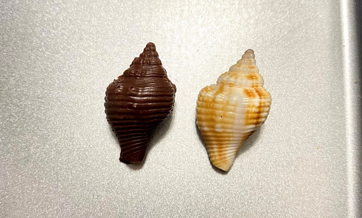 choco seashell